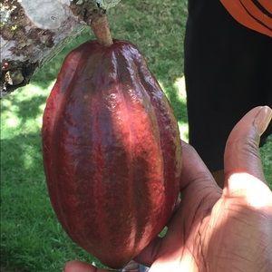 Meet your Posher, Tabeier